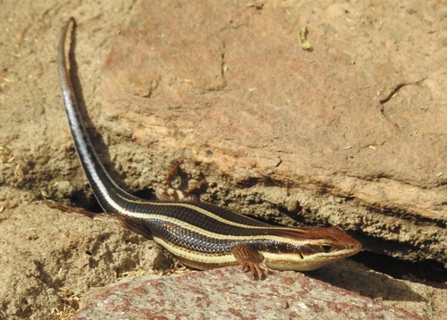 African Five-lined Skink