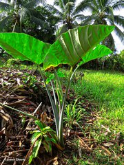 Xanthosoma sagittifolium image