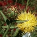 Centaurea sicula - Photo (c) Amar Saci, todos los derechos reservados, subido por Amar Saci