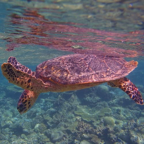 Hawksbill Sea Turtle — seen at this dive site