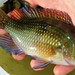 Geophagus brasiliensis - Photo (c) Henrique Raupp, όλα τα δικαιώματα διατηρούνται, uploaded by Henrique Raupp