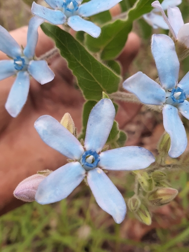 Oxypetalum coeruleum (D.Don ex Sweet) Decne.
