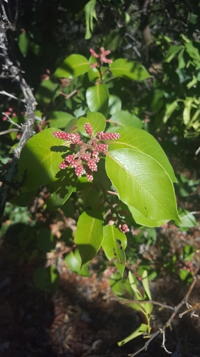 iNaturalist observation photo of sugar bush