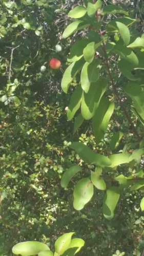 iNaturalist observation photo of Dicots