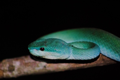 White-lipped Island Pitviper — seen at this dive site