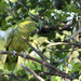 Yellow-naped Parrot - Photo (c) Siegfried Baesler, all rights reserved, uploaded by Siegfried Baesler