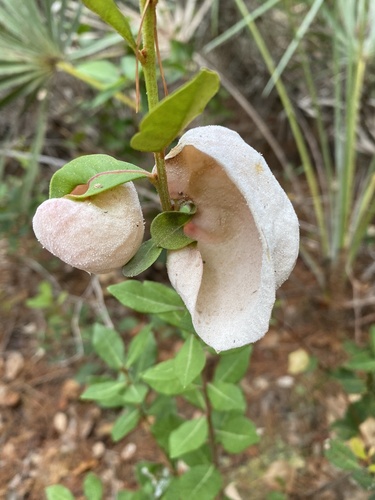 Exobasidium ferrugineae