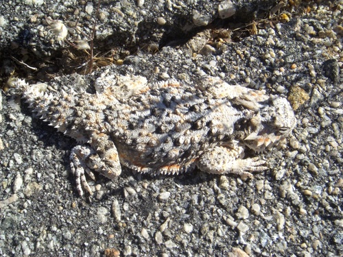 iNaturalist observation photo of Desert Horned Lizard