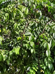 Averrhoa carambola image