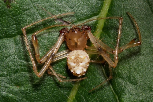 Arrowhead Orbweaver