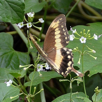 Apple-green Swallowtail
