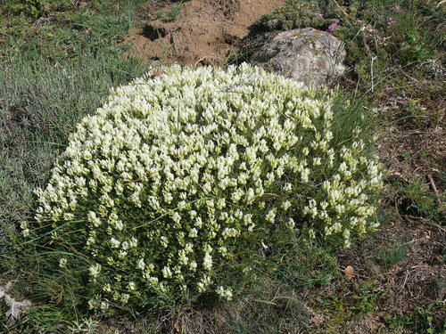Astragalus angustifolius