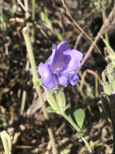 Aechmanthera