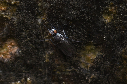 Limnophora pulchriceps
