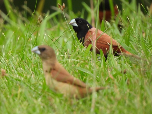 Chestnut Munia