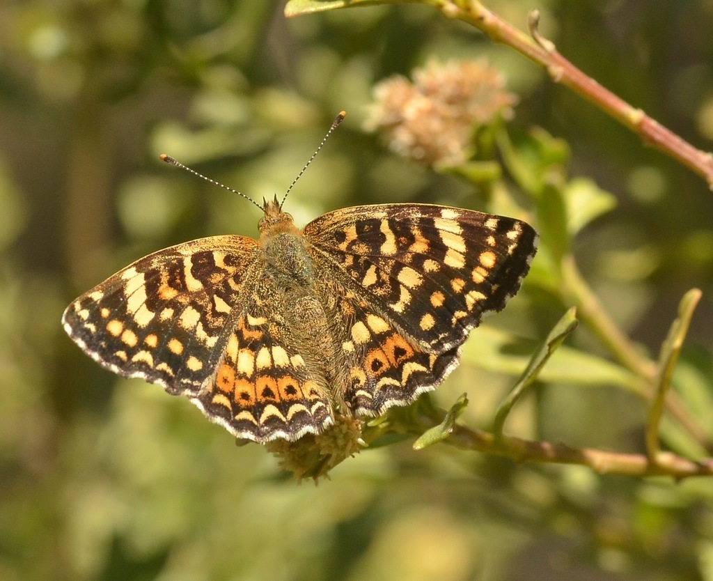 Phyciodes mylitta (MARIPOSAS diurnas y nocturnas del Parque Sierra ...