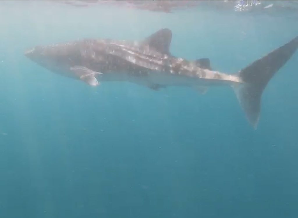 Whale Shark From Océano Pacífico, Chis, Mx On December 30, 2020 At 11: 