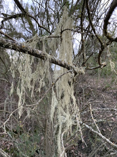 iNaturalist observation photo of lace lichen