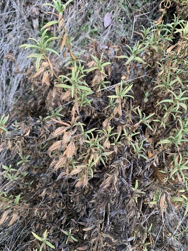 iNaturalist observation photo of orange bush monkeyflower
