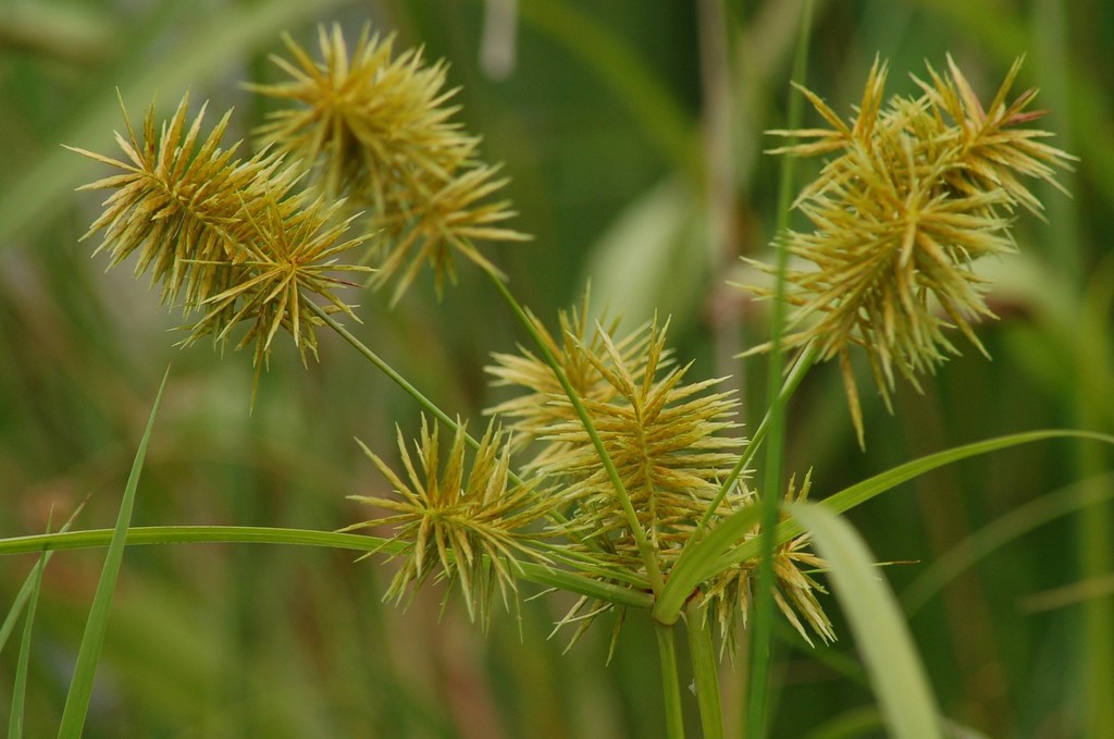 Yellow Nutsedge (RWMWD Plant Guide) · iNaturalist
