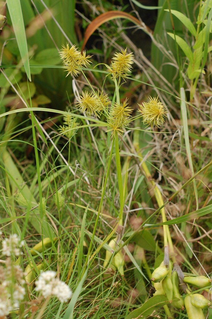 Yellow Nutsedge (RWMWD Plant Guide) · iNaturalist
