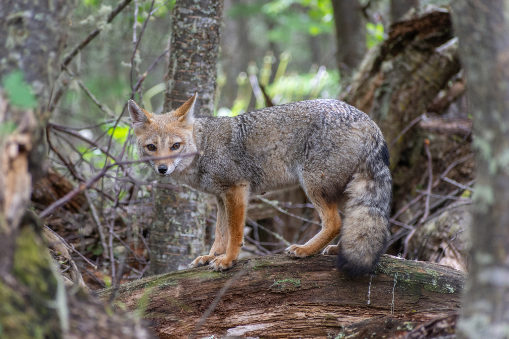 Culpeo (Lycalopex culpaeus) · iNaturalist