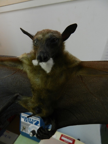 Straw-coloured Fruit Bat