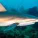 Caribbean Reef Shark - Photo (c) Jorge Velez, all rights reserved, uploaded by Jorge Velez