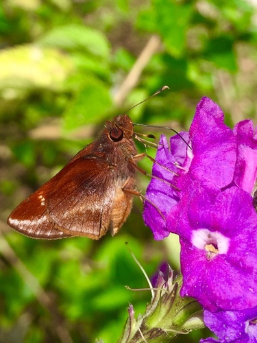 Genus Corta · iNaturalist