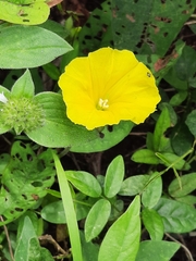 Camonea umbellata image