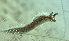 Lomanotus vermiformis image