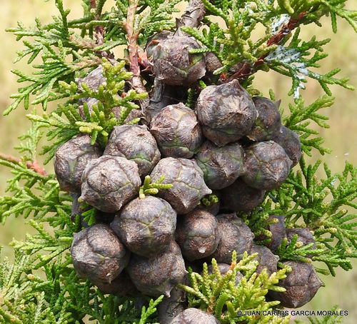 Cupressus lusitanica - Whole tree