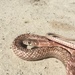 Sonoran Coachwhip - Photo (c) Keegan Smith, all rights reserved, uploaded by Keegan Smith
