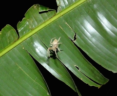 Eriophora edax image