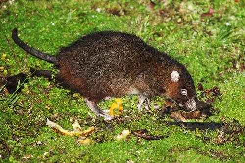 Eastern White-eared Giant Rat (Hyomys goliath) — Least Concern Mammalia