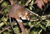 Australasian Mice and Rats - Photo (c) Dominic Chaplin, all rights reserved, uploaded by Dominic Chaplin