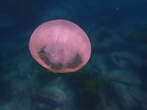 photo of Blue Blubber Jelly (Catostylus mosaicus)