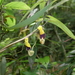 Aristolochia austrochinensis - Photo 由 小铖/Smalltown 所上傳的 (c) 小铖/Smalltown，保留所有權利