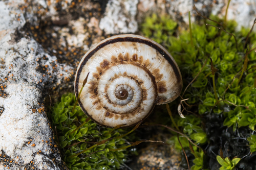 Xeropicta krynickii