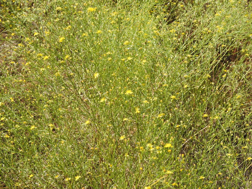Gutierreziinae in September 2017 by Kathleen Mack · iNaturalist