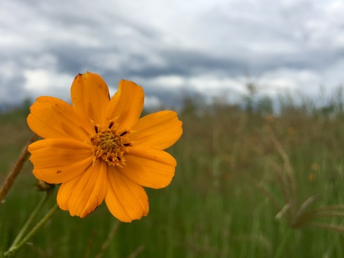 Yellow Cosmos