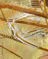 Lomanotus vermiformis image