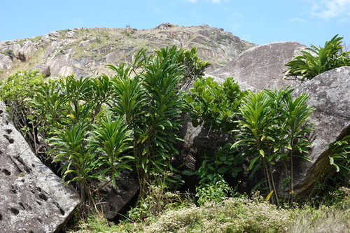 Anthocleista longifolia