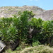 Anthocleista longifolia - Photo 由 Ori Fragman-Sapir 所上傳的 (c) Ori Fragman-Sapir，保留所有權利