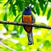 Trogon surrucura aurantius - Photo (c) Joao Quental, all rights reserved, uploaded by Joao Quental
