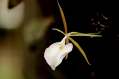Epidendrum eburneum image