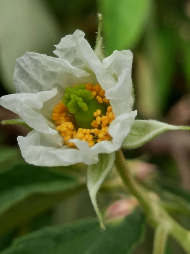 Muntingia calabura - Leaves