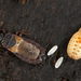 Common Barkbug - Photo (c) gernotkunz, all rights reserved, uploaded by gernotkunz