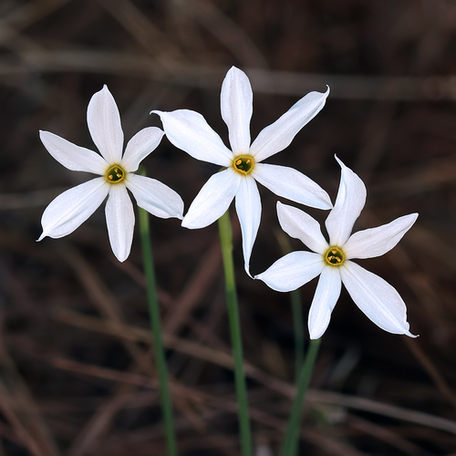 Narcissus deficiens Herb.