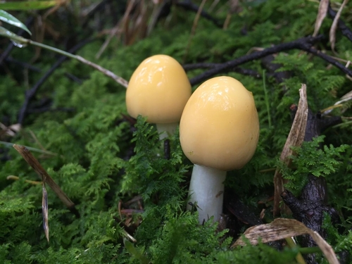Cottony Volva Amanita